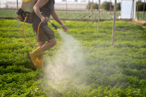 Best Wasp Removal Services  in Point Lookout, NY